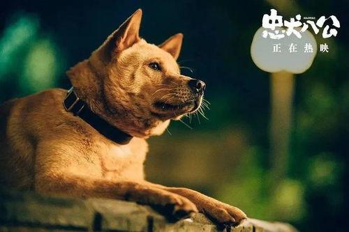 忠犬八公吃瓜视频大全,感人至深的吃瓜瞬间大盘点