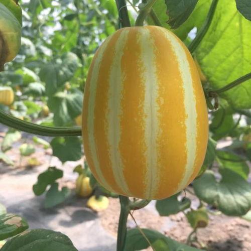 在哪可以看到吃瓜视频呢