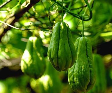 什么季节有秋瓜吃呢视频,尽享秋瓜美味