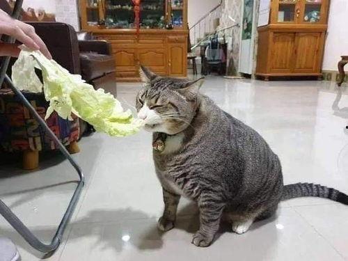 相扑猫吃瓜视频在线观看,萌宠版相扑盛宴，在线观看笑翻天