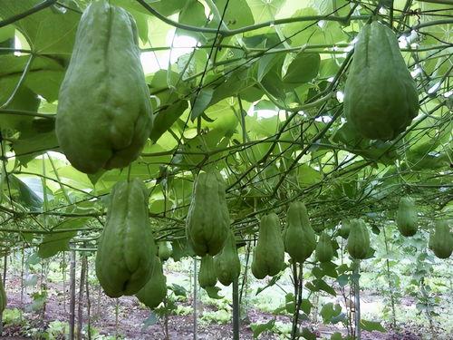 春天吃佛手瓜好吗视频,佛手瓜美食视频大揭秘