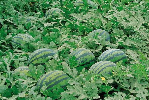 茄瓜发芽了可以吃吗视频,揭秘能否安全食用