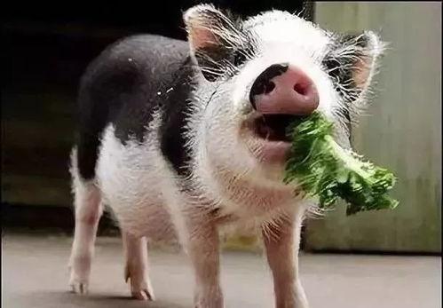 小猪吃羊角瓜视频大全图片,萌宠美食时光大盘点